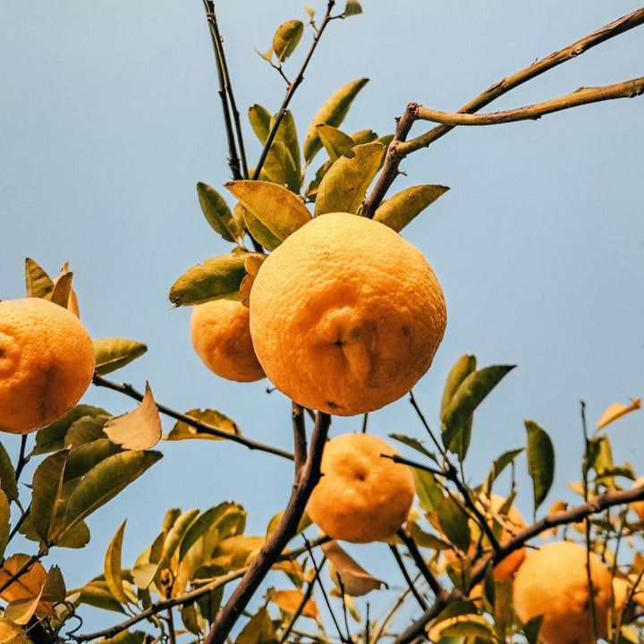 Blood Oranges