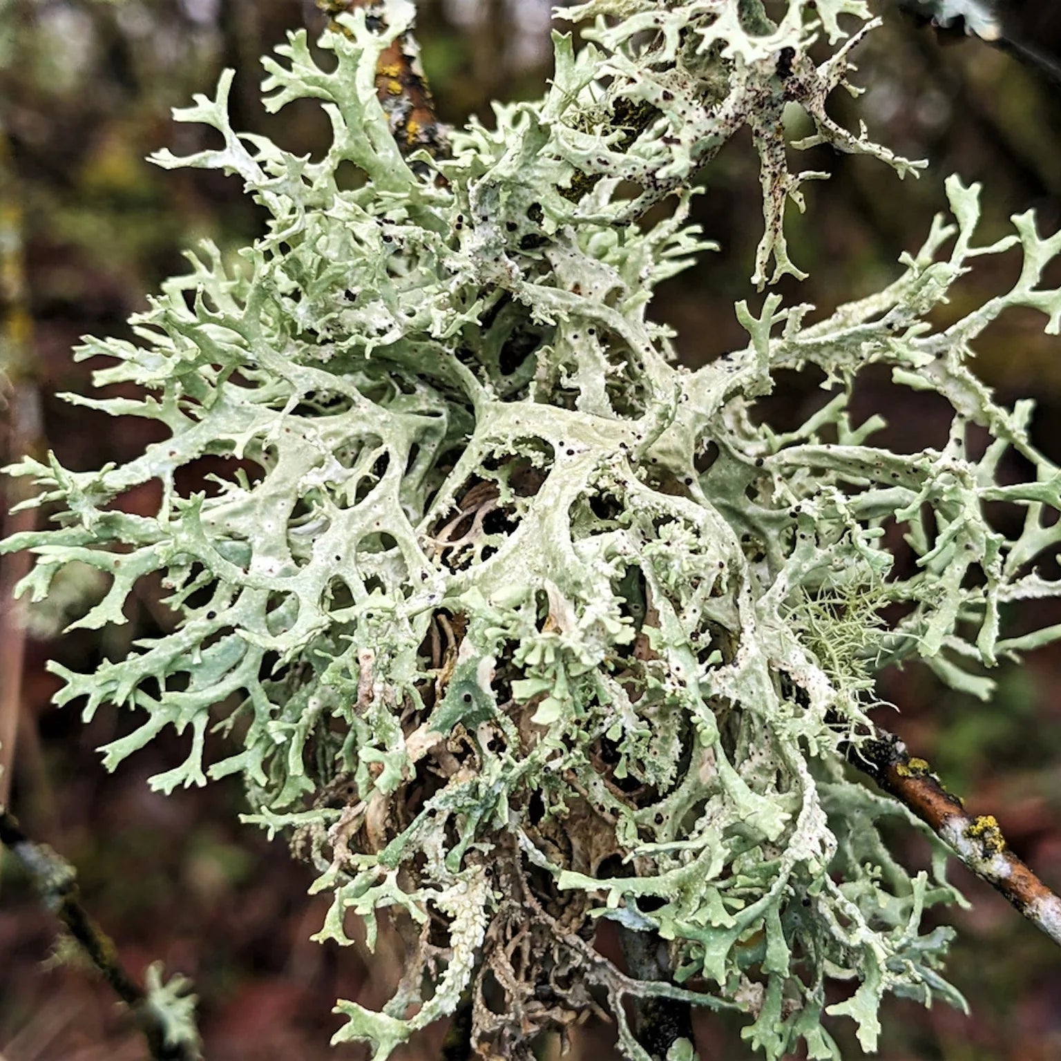 oakmoss