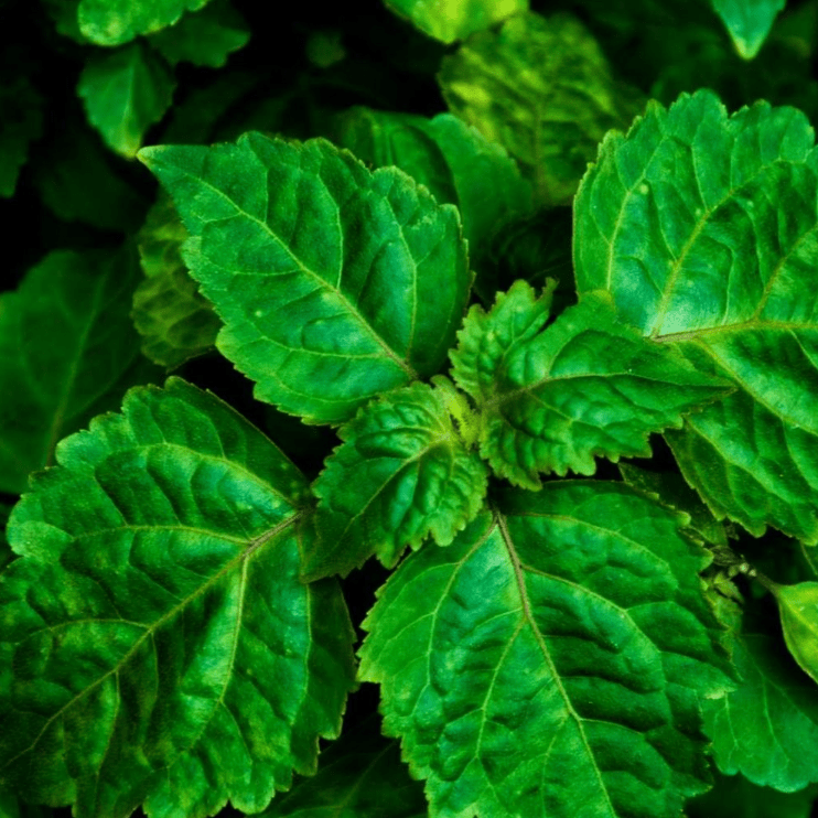 Patchouli Leaves