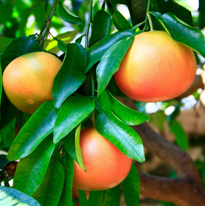 Pink Grapefruit with green leaves