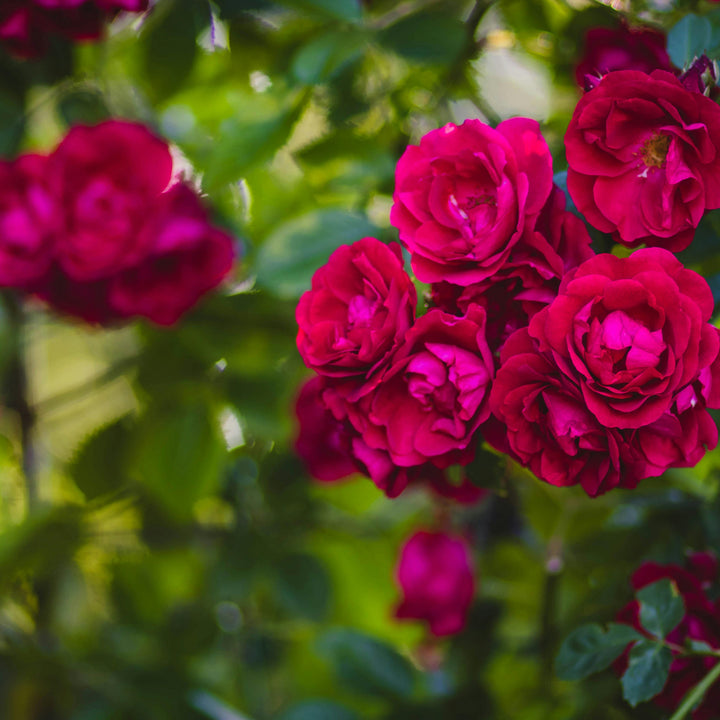 Red Roses