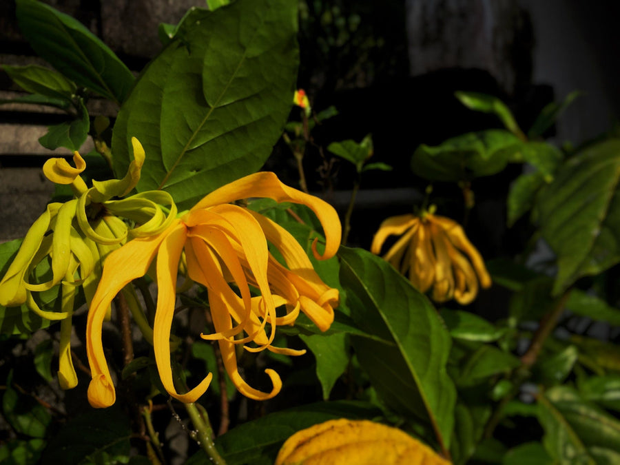 Ylang Ylang yellow flowers