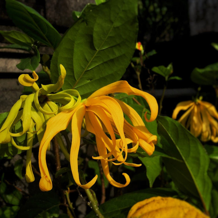 Ylang Ylang yellow flowers