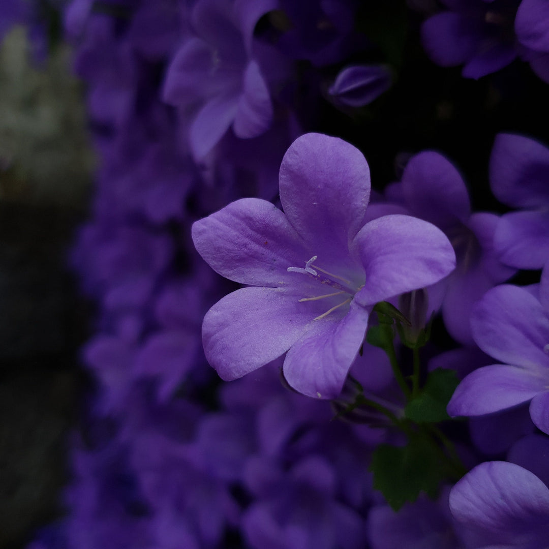 Violet Flowers